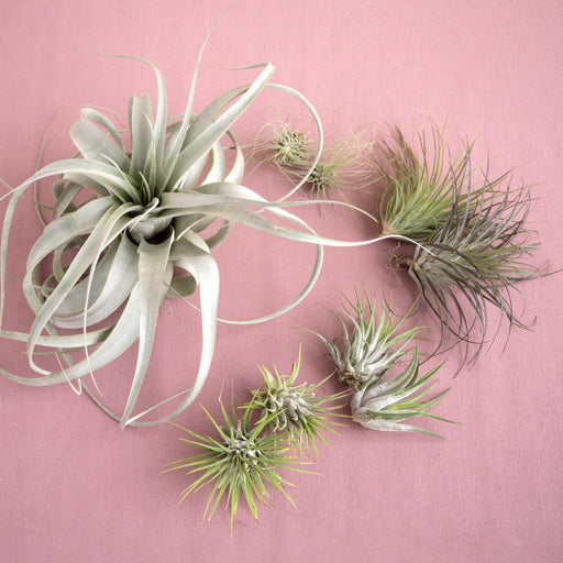 air plant world Large Air Plant Bundle | Tillandsia | Arrangement | Succulent