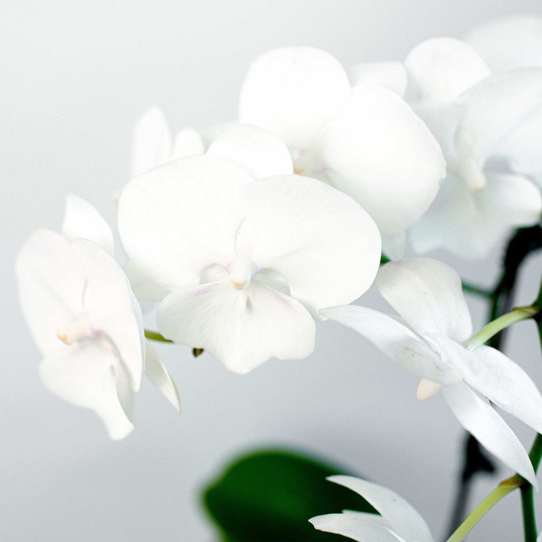 Orchid 'White Phalaenopsis'