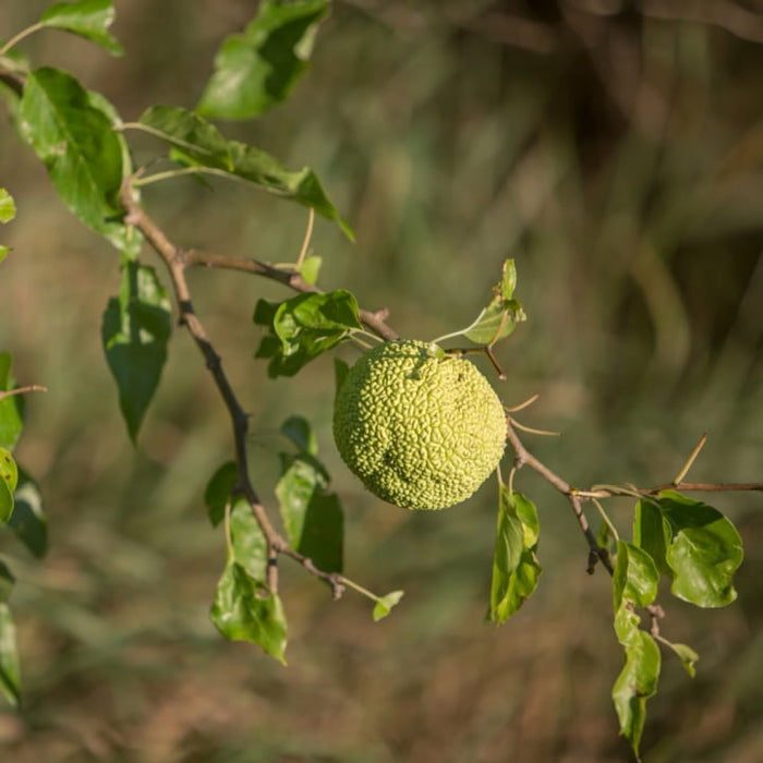 Osage Orange | Fruit Tree by Growing Home Farms