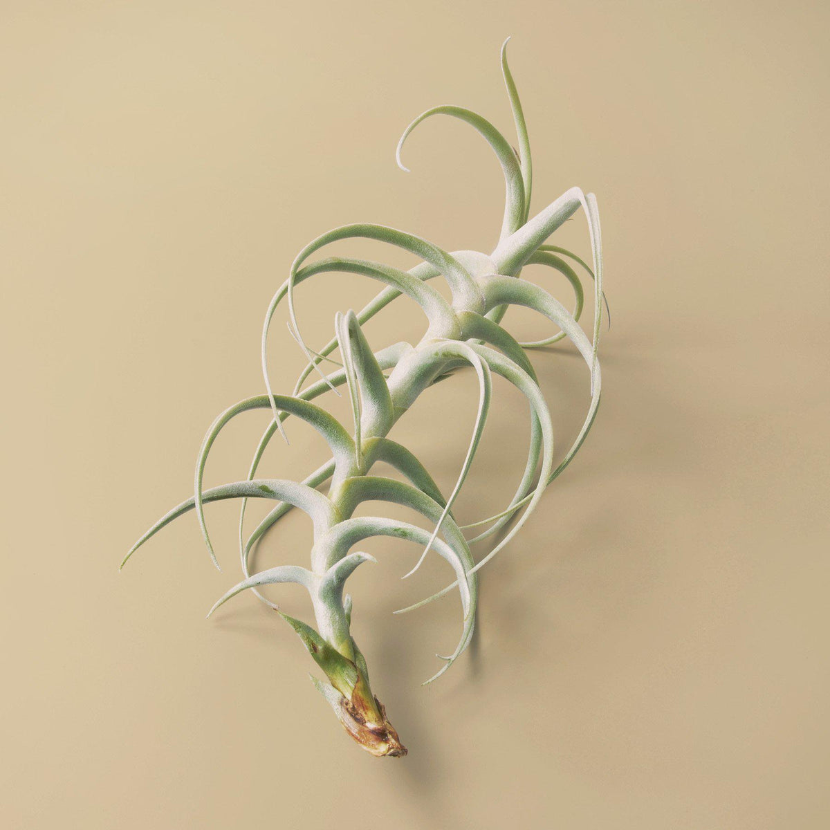 tectorum air plant Tillandsia Air Plant Paleacea x Tectorum