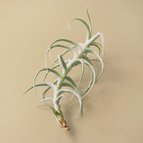 Tillandsia paleacea 'Zik Zak' PROD Tillandsia - Zik Zak ex. CL
