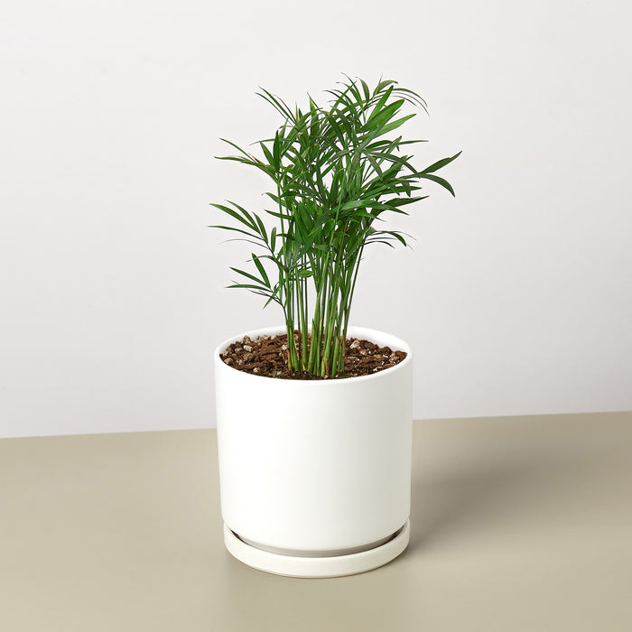 parlor palms for sale Parlor Palm | Indoor Plant | Tropical Plant | Chamaedorea elegans | Potted Plant