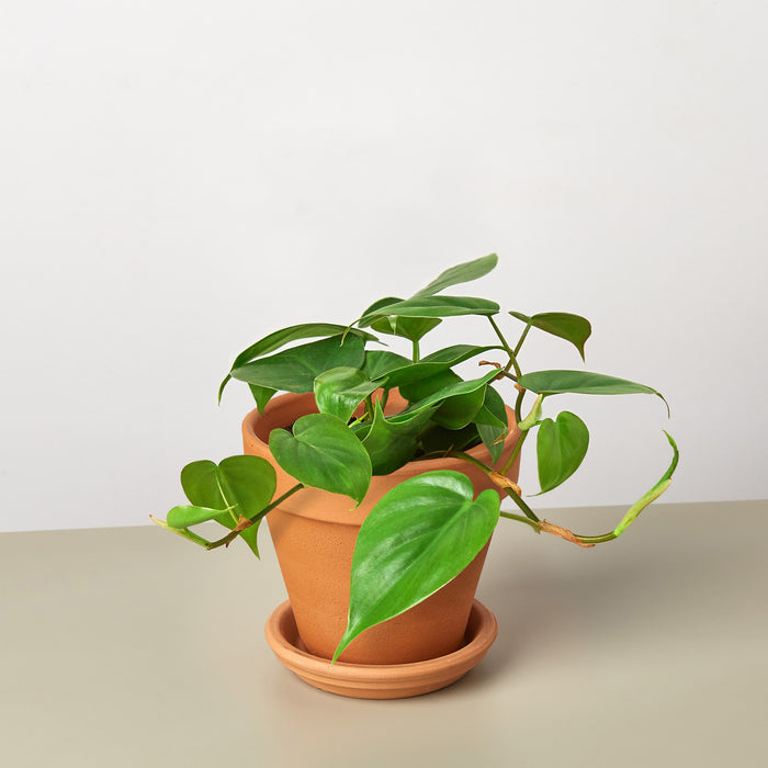 philodendron cordatum heartleaf ivy plant Philodendron Cordatum 'Heartleaf' | Indoor Plant | Tropical Plant | Potted Plant