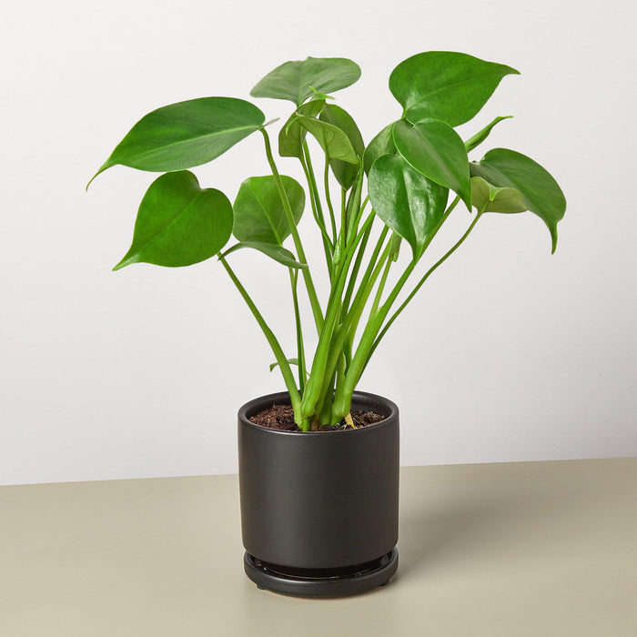 monstera plant shop Monstera 'Split-Leaf'