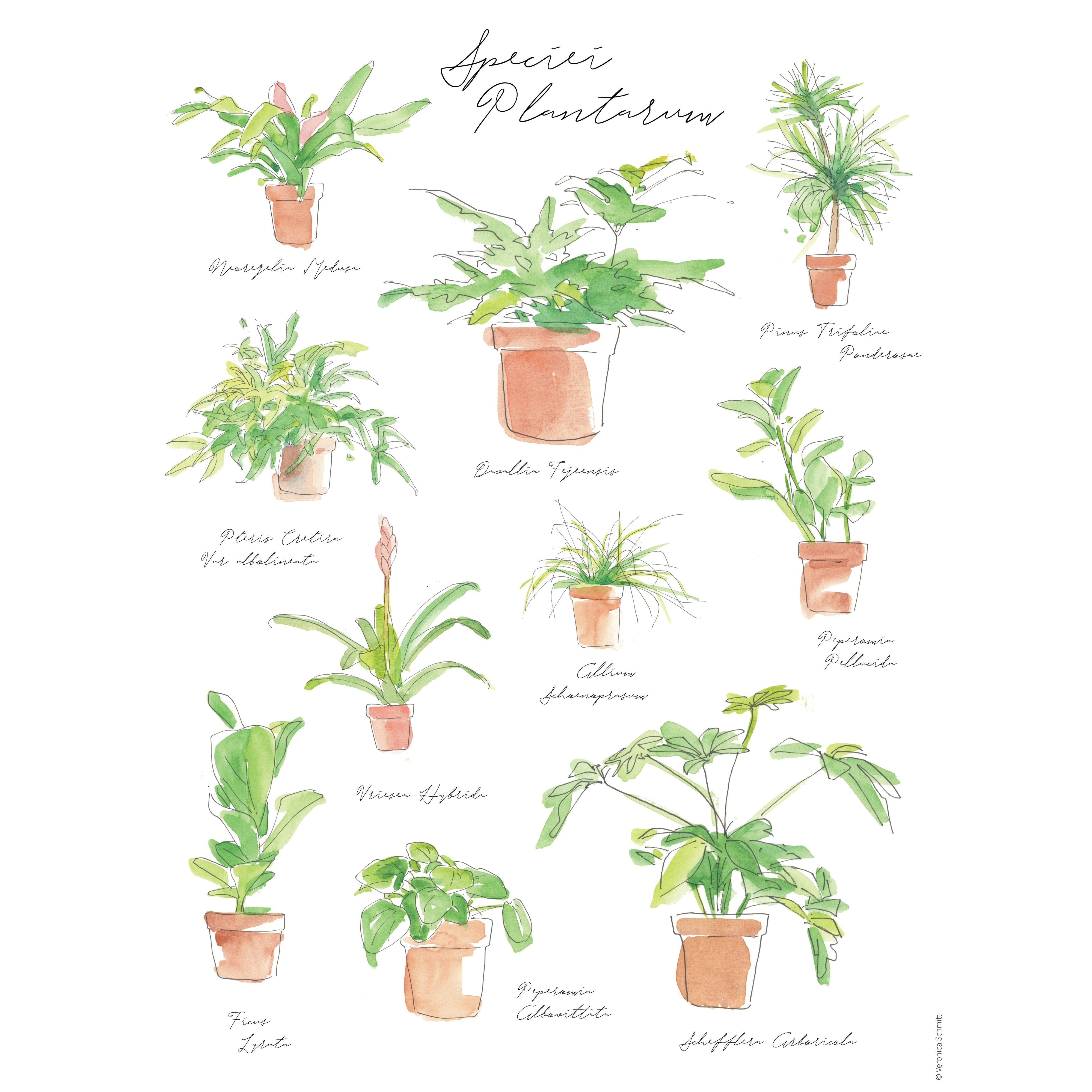 Plant Species Poster - House Plant Shop