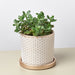 Big Balter Pot - 5in - House Plant Shop