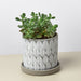 Big Balter Pot - 5in - House Plant Shop
