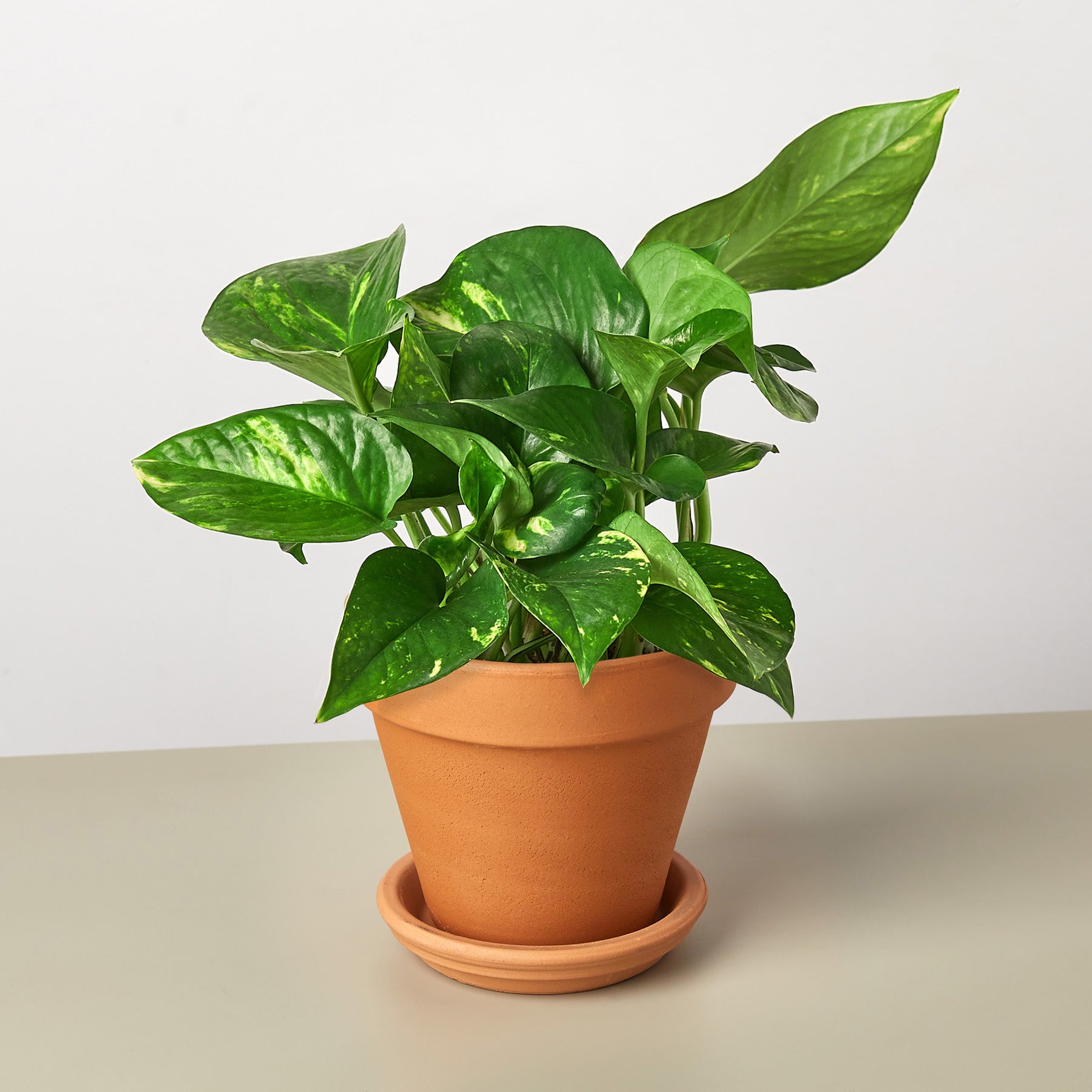 Pothos 'Golden' Indoor Plant Tropical Plant Potted Plant — House