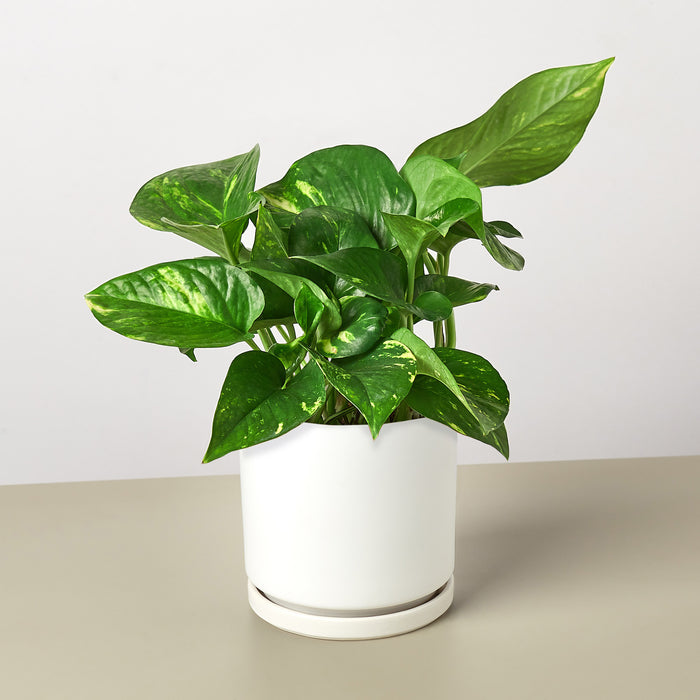 golden pothos houseplant Pothos 'Golden' | Indoor Plant | Tropical Plant | Potted Plant