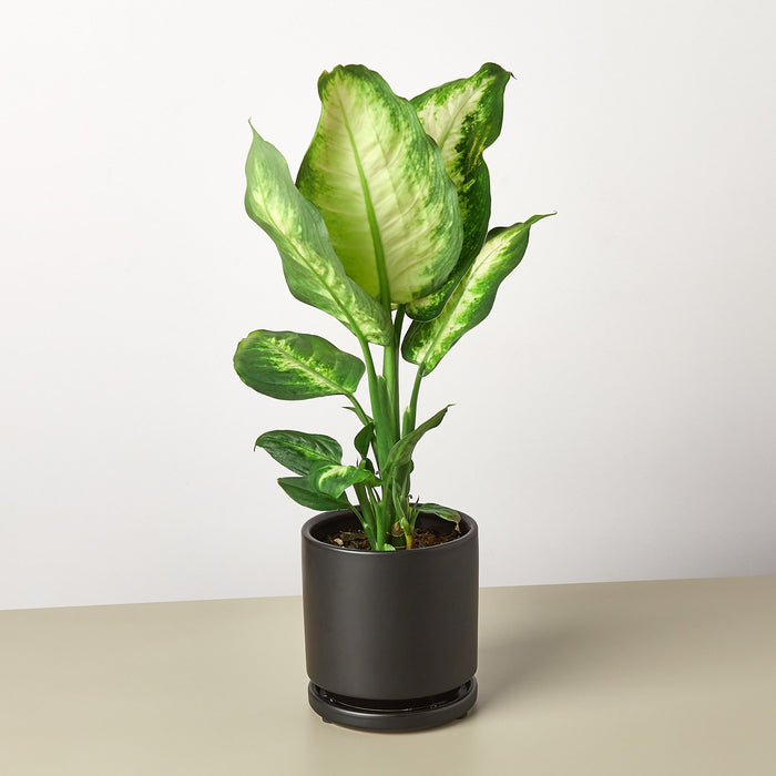 dieffenbachia camille leaf Dieffenbachia Camille | Indoor Plant | Tropical Plant | Potted Plant