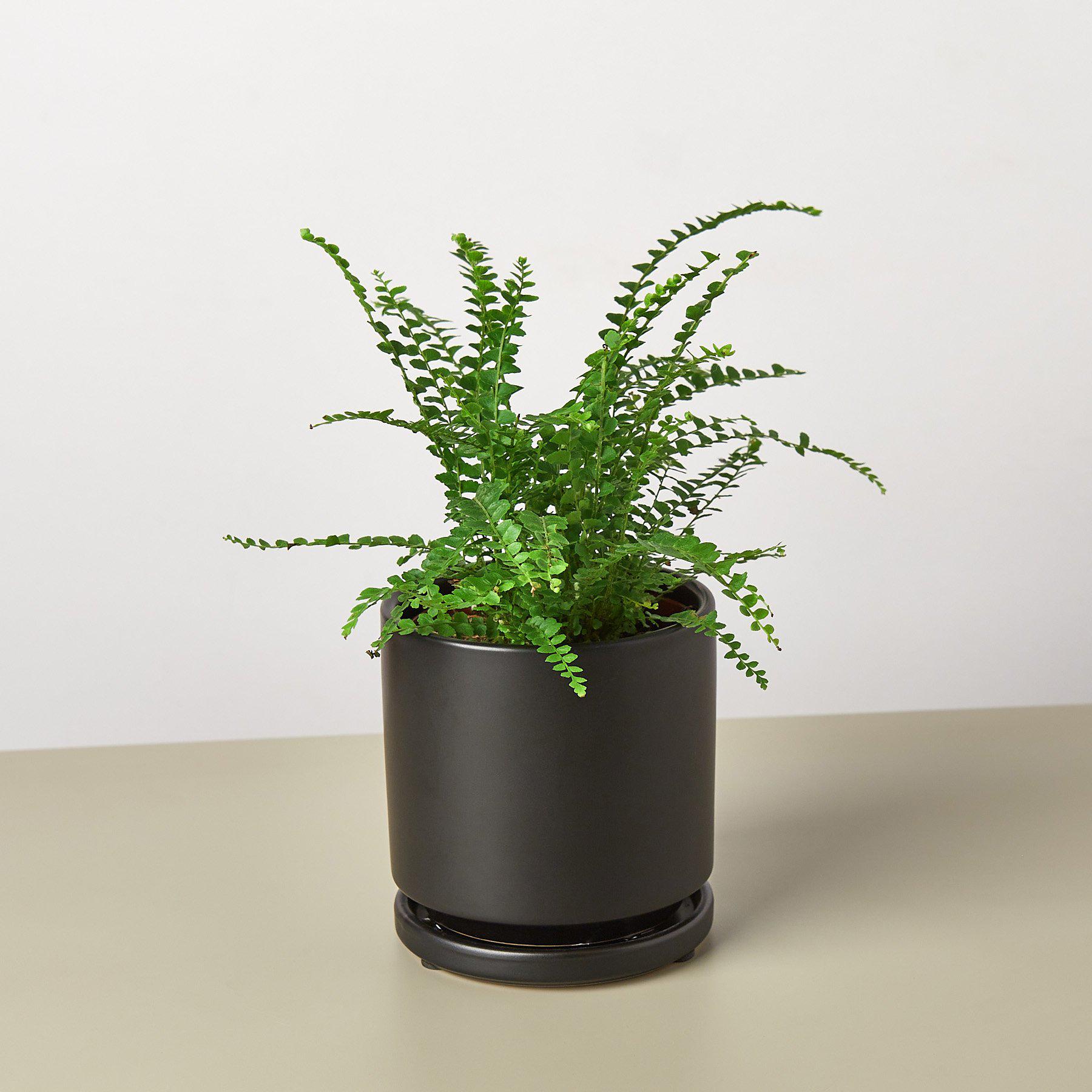 Lemon Button Fern - House Plant Shop