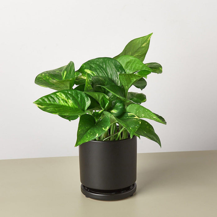 is golden pothos indoor plant Pothos 'Golden' | Indoor Plant | Tropical Plant | Potted Plant