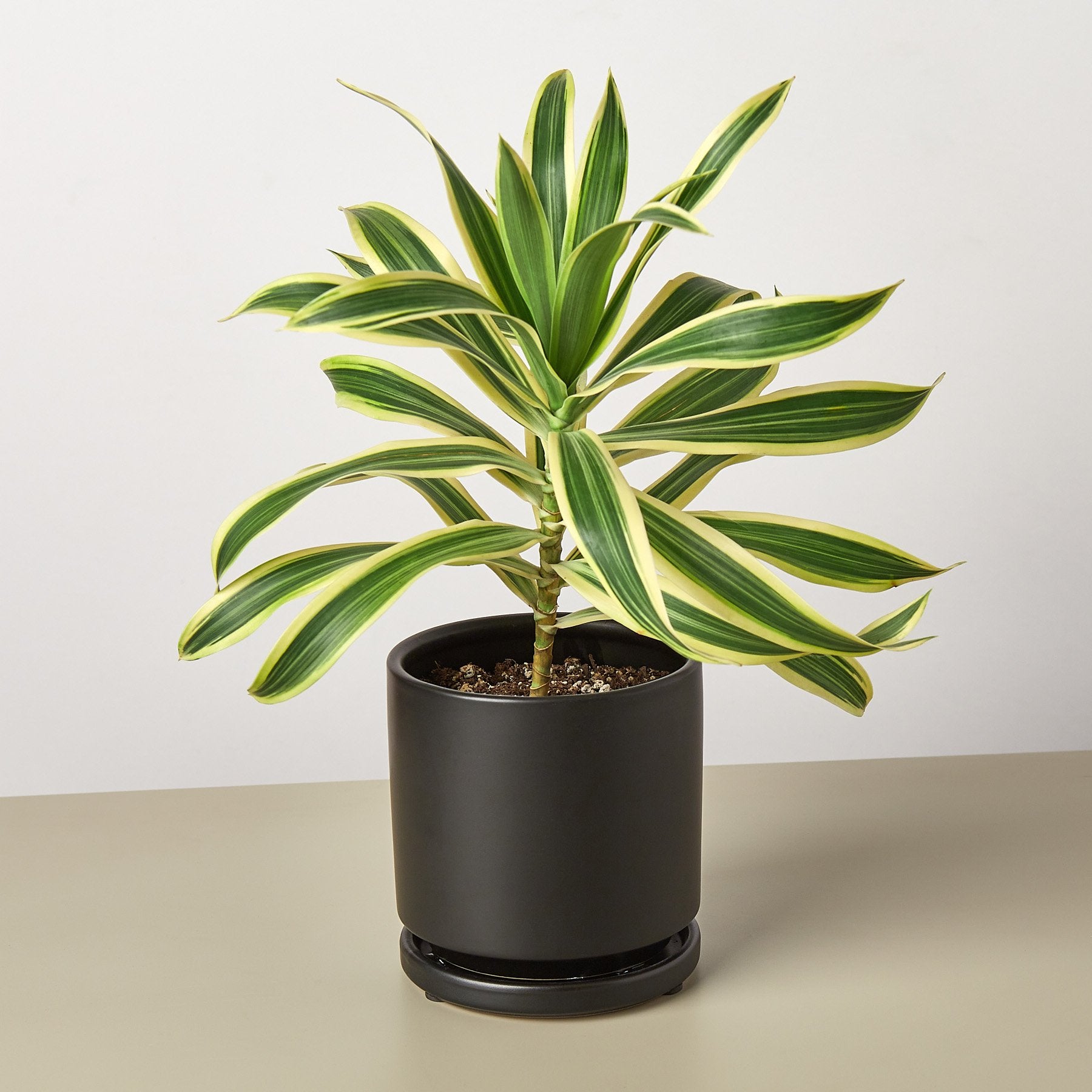 Dracaena Song of India - House Plant Shop