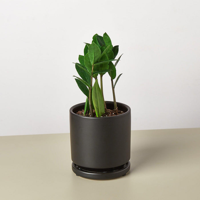 black indoor plant pot Zamioculcas Zamiifolia 'ZZ' | Indoor Plant | Tropical Plant | Potted Plant