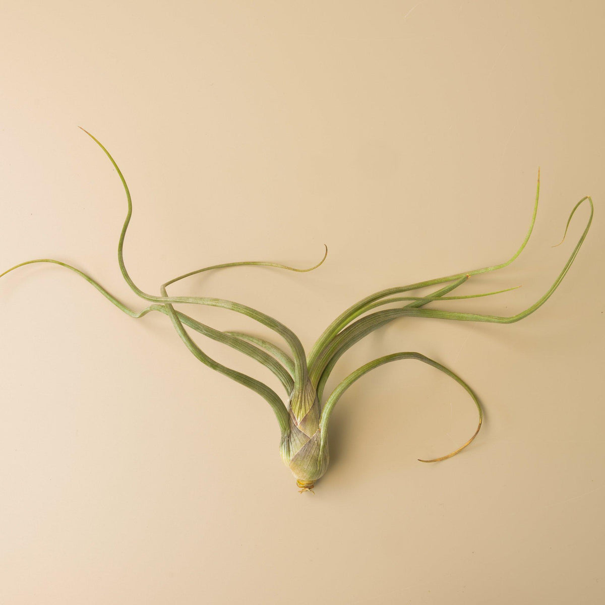 pseudobaileyi air plant Tillandsia Air Plant Pseudobaileyi