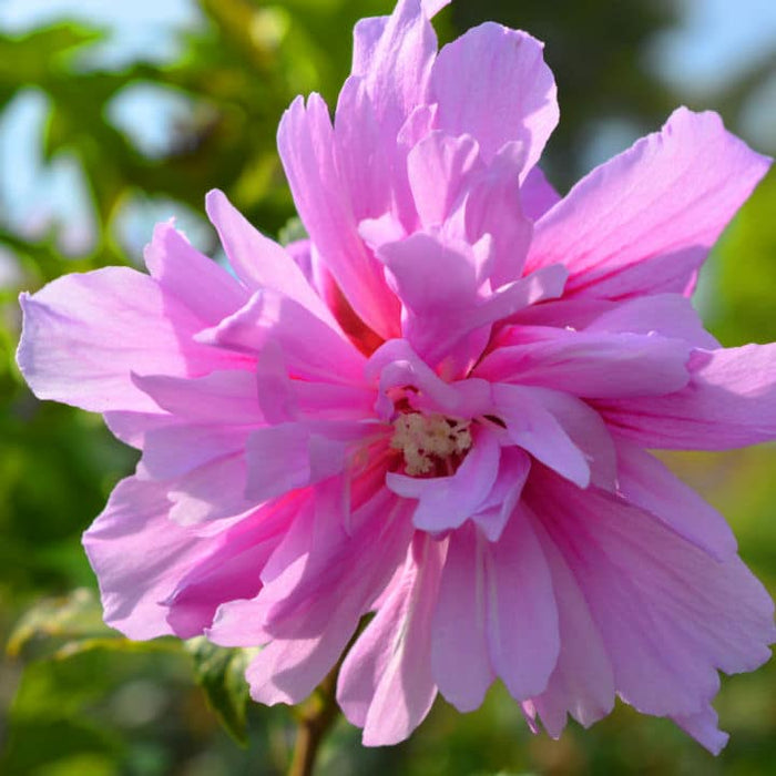 Rose of Sharon Lucy | Shop Shrubs by Growing Home Farms