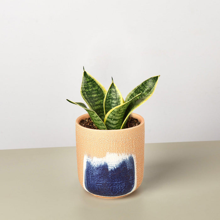 small snake plant price Snake Plant 'Laurentii Dwarf' | Indoor Plant | Tropical Plant | Potted Plant