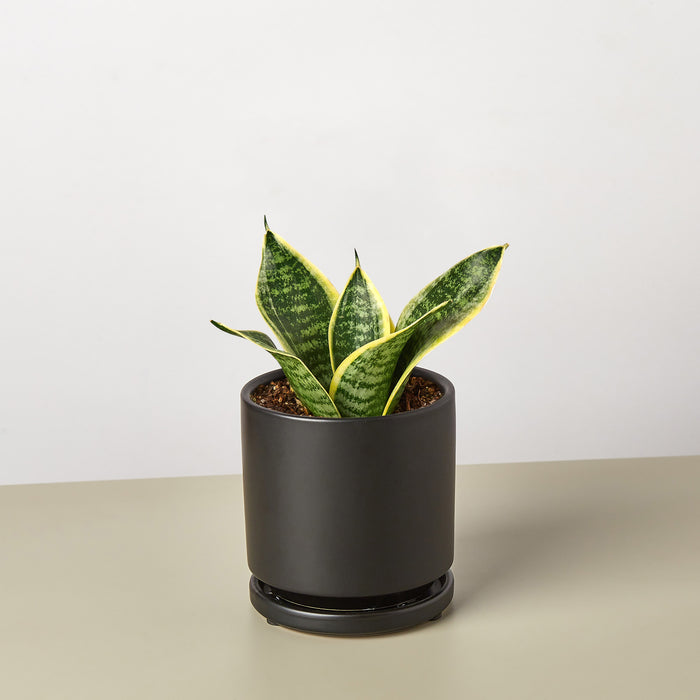 sansevieria abyssinica Snake Plant 'Laurentii Dwarf' | Indoor Plant | Tropical Plant | Potted Plant