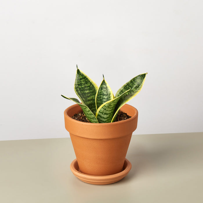 snake plant in a pot Snake Plant 'Laurentii Dwarf'