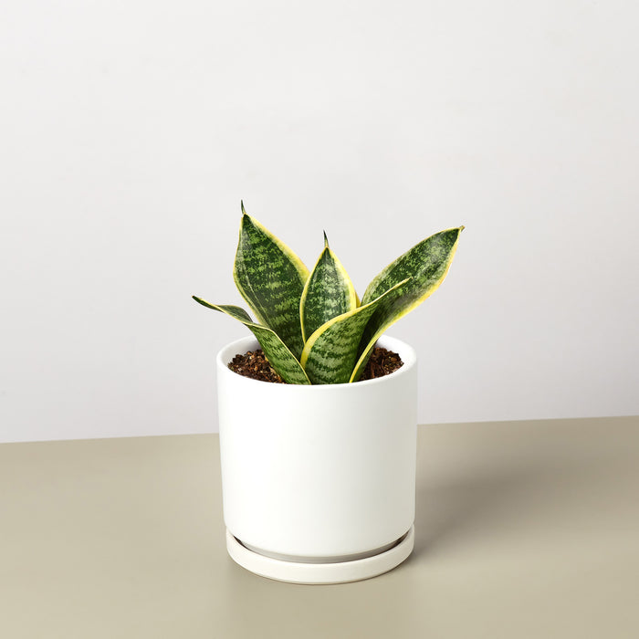 snake plant ภาษาไทย Snake Plant 'Laurentii Dwarf'