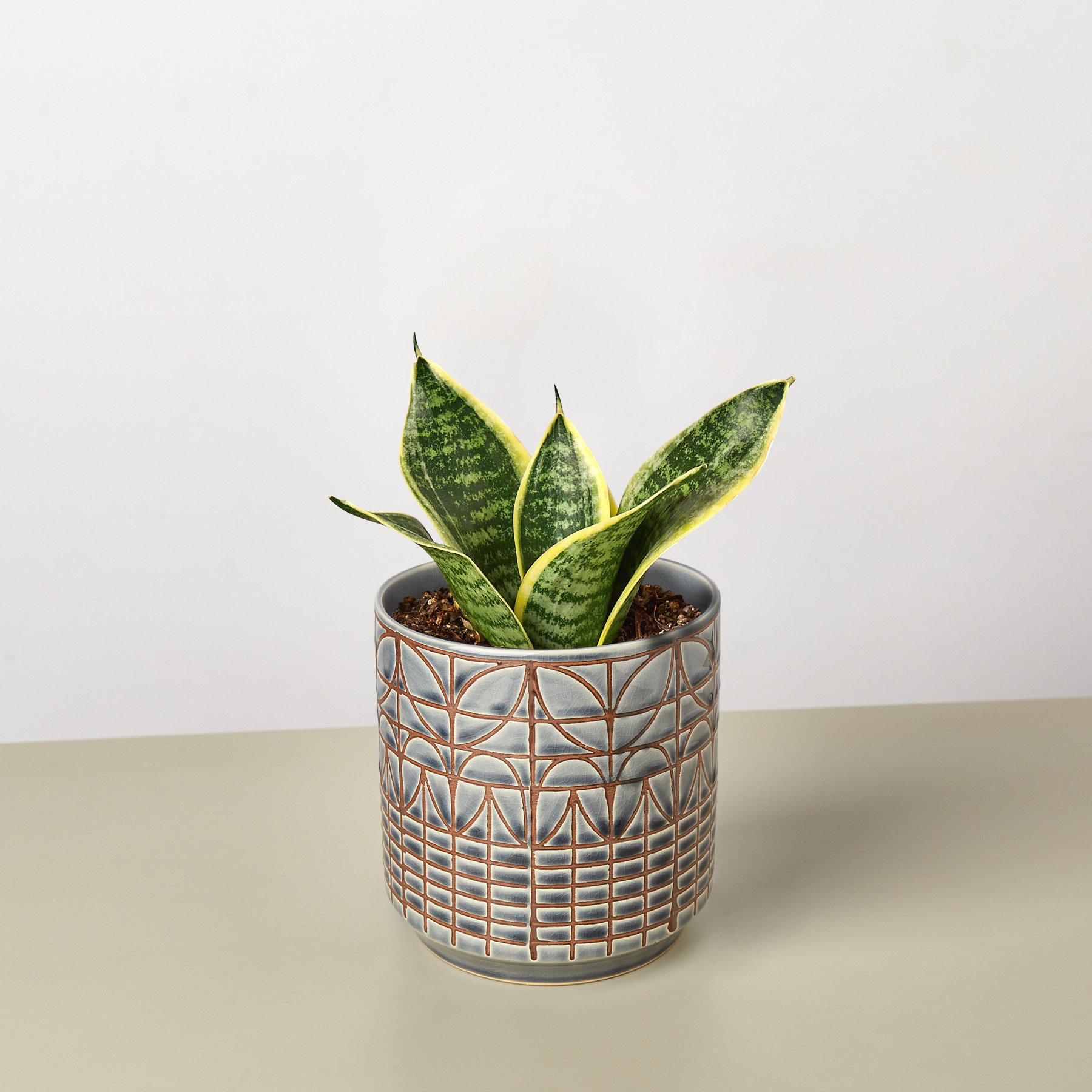 Snake Plant 'Laurentii Dwarf' - House Plant Shop