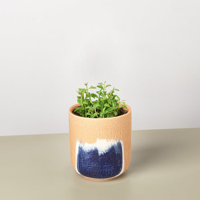 dolphin succulents buy Succulent 'String of Dolphins' | Indoor Plant | Tropical Plant | Potted Plant