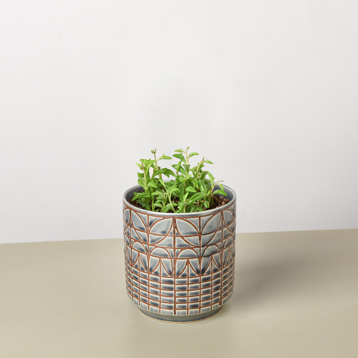 dolphin succulent for sale Succulent 'String of Dolphins' | Indoor Plant | Tropical Plant | Potted Plant