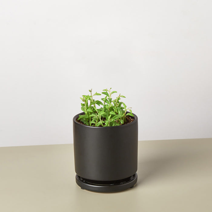 dolphin plant pot Succulent 'String of Dolphins' | Indoor Plant | Tropical Plant | Potted Plant
