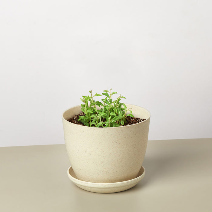 dolphin succulent where to buy Succulent 'String of Dolphins' | Indoor Plant | Tropical Plant | Potted Plant
