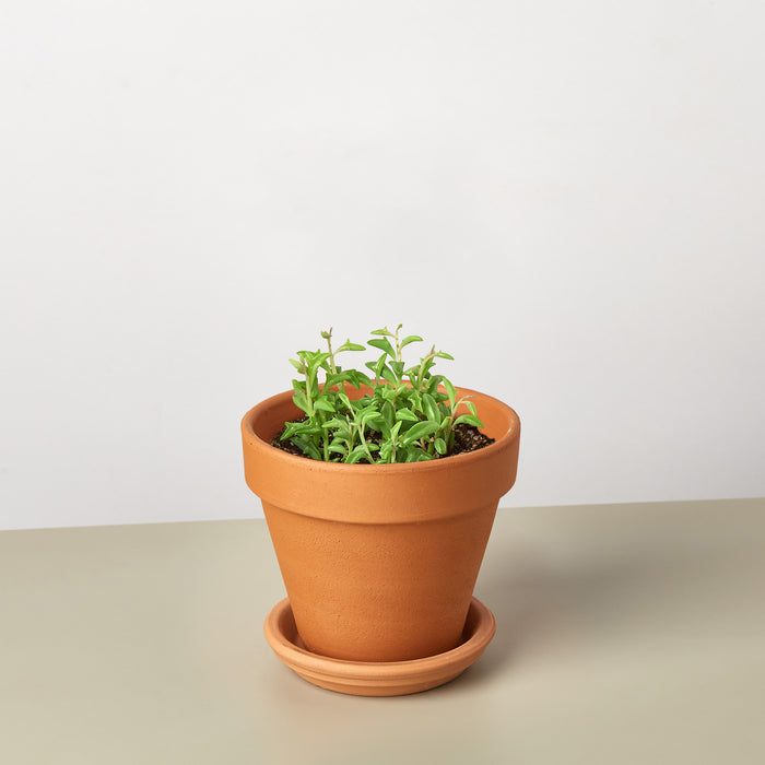 indoor dolphin plant Succulent 'String of Dolphins'