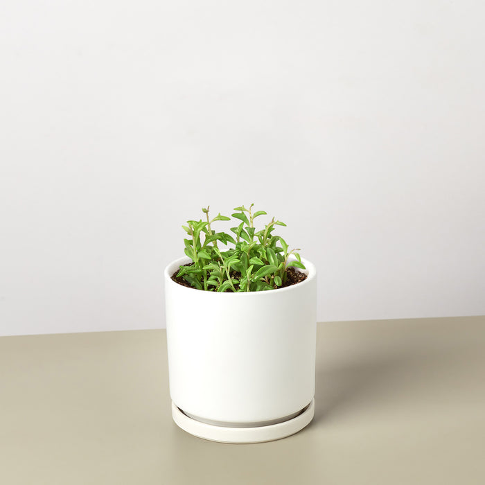 dolphin plant pot Succulent 'String of Dolphins' | Indoor Plant | Tropical Plant | Potted Plant
