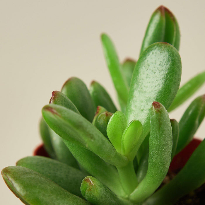 jade succulent for sale Succulent Crassula 'Jade' | Indoor Plant | Tropical Plant | Potted Plant