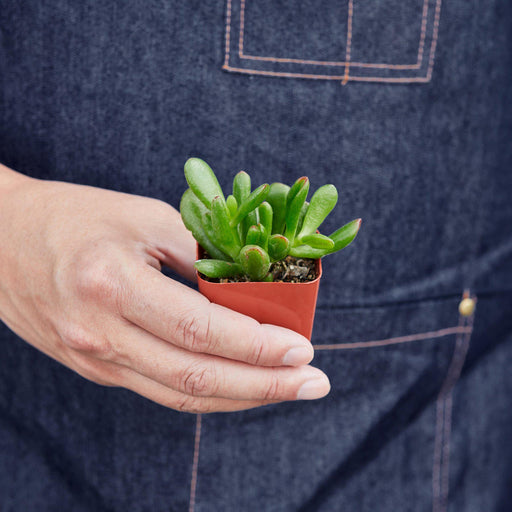 Succulent Crassula 'Jade' - House Plant Shop