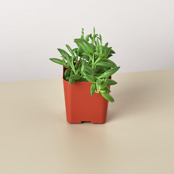 banana leaf plant succulent Succulent 'String of Bananas' | Indoor Plant | Tropical Plant | Potted Plant