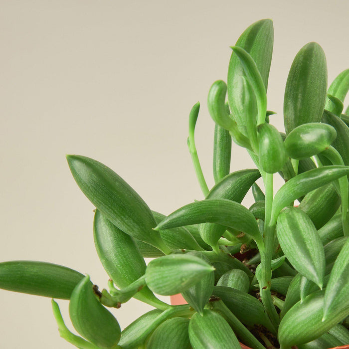succulent banana plant care Succulent 'String of Bananas' | Indoor Plant | Tropical Plant | Potted Plant
