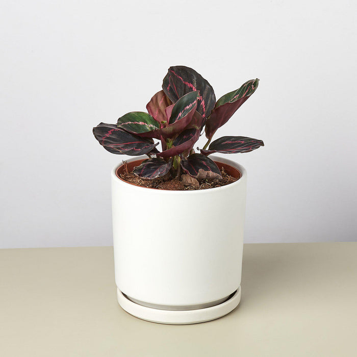 Cylinder Planter with Saucer - House Plant Shop