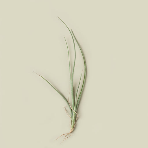 baileyi air plant Tillandsia Air Plant Baileyi