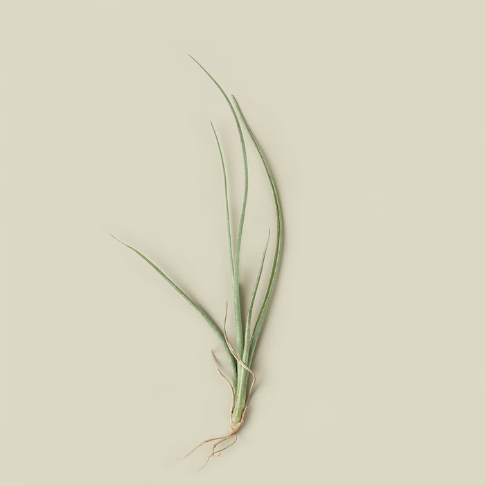 air plant that looks like grass Tillandsia Air Plant Baileyi