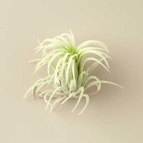 Tillandsia Ionantha 'Mexico' Air Plants - 1.75 Inch | House Plant Shop