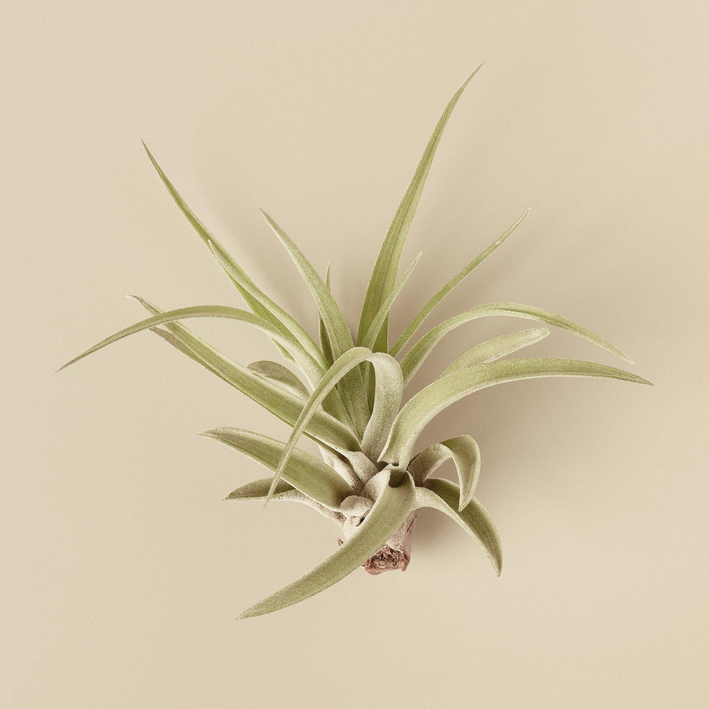 Tillandsia Air Plant Veluntina | Indoor Plant | Tropical Plant