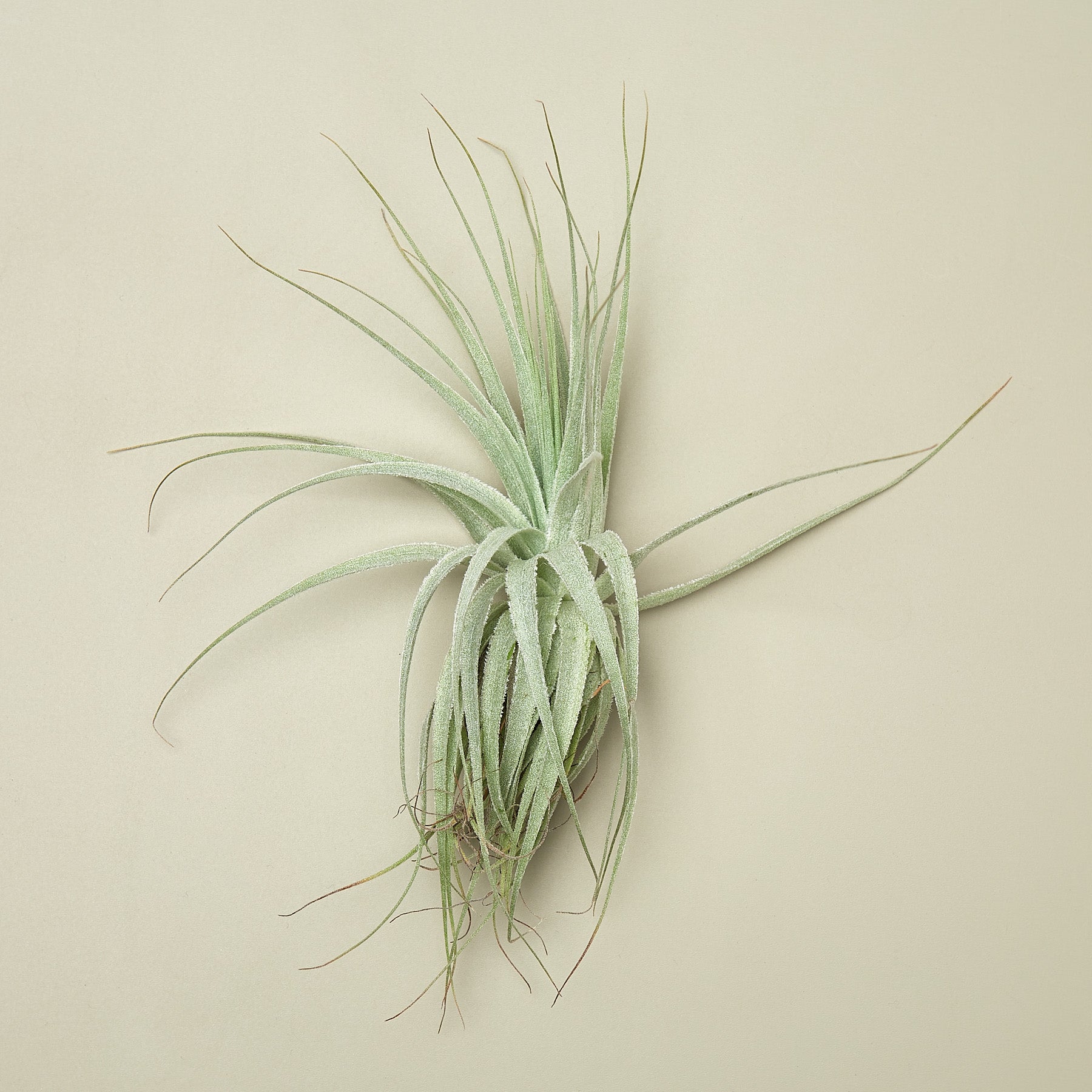 Tillandsia Stricta Hybrid Air Plants – Air Plant Shop