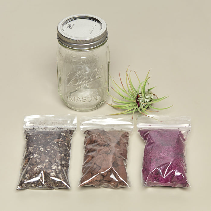 mason jar air plant terrarium Mason Jar Terrarium Kit