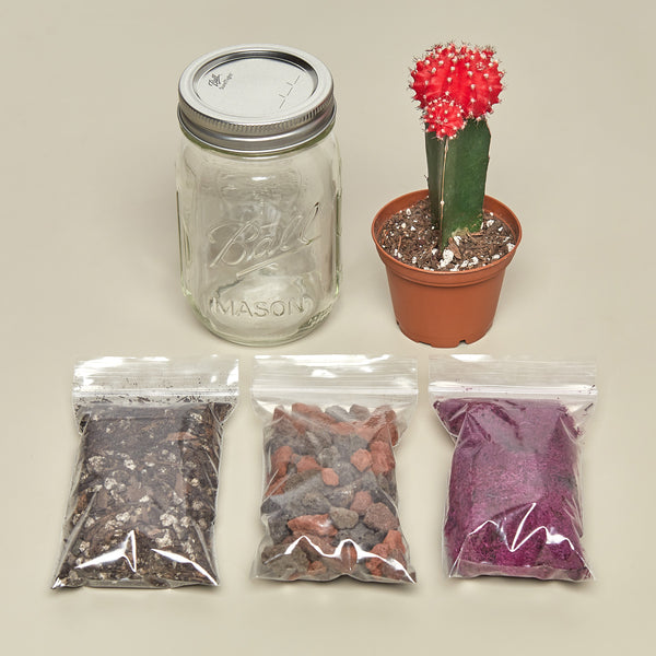 mason jar air plant terrarium Mason Jar Terrarium Kit | Indoor Plant | Tropical Plant