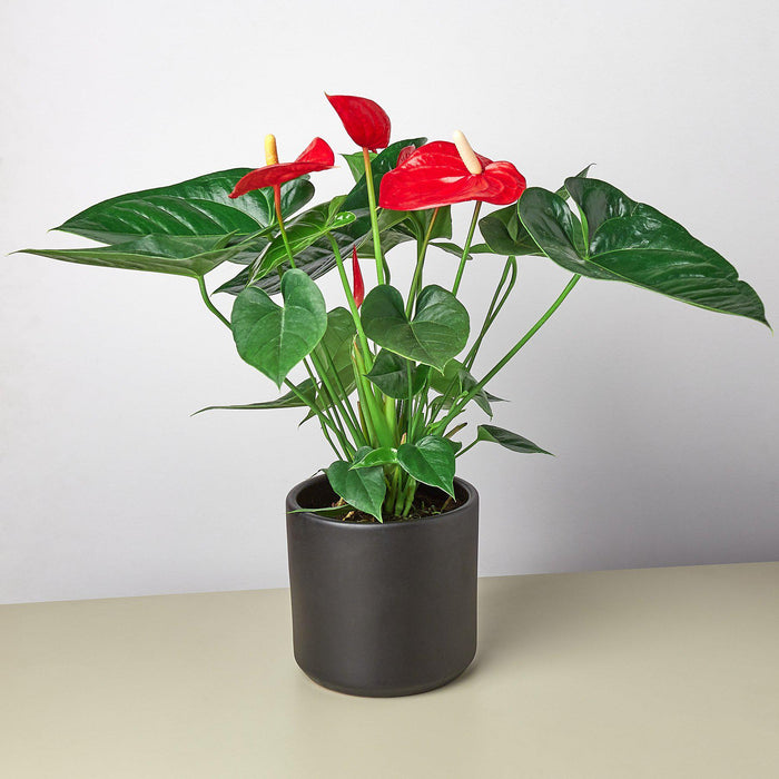 anthurium rouge plantation Anthurium 'Red' | Indoor Plant | Tropical Plant | Potted Plant