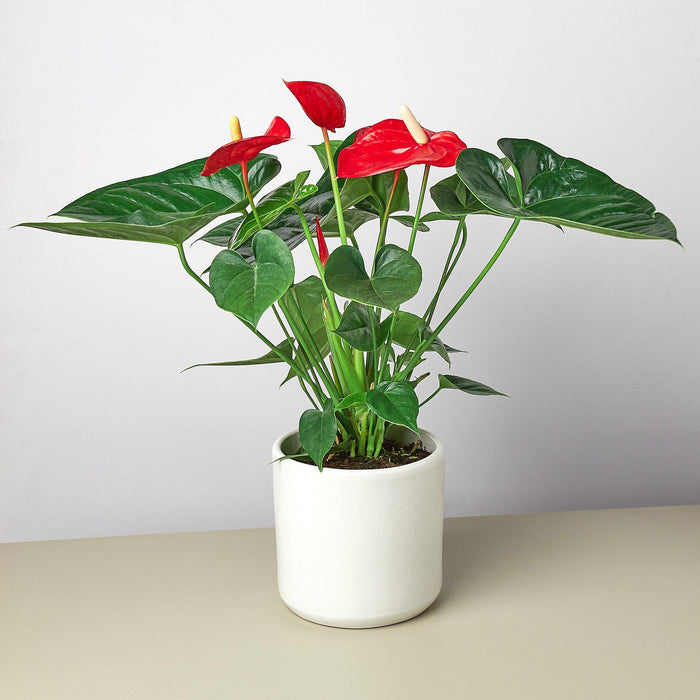 anthurium nickname Anthurium 'Red'