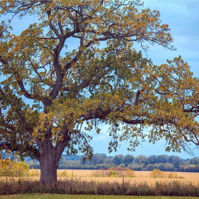 White Oak | Shade Tree by Growing Home Farms