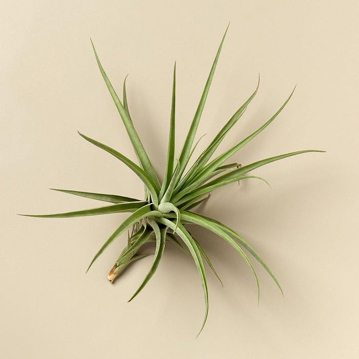 air plant order online Large Air Plant Bundle | Tillandsia | Arrangement | Succulent
