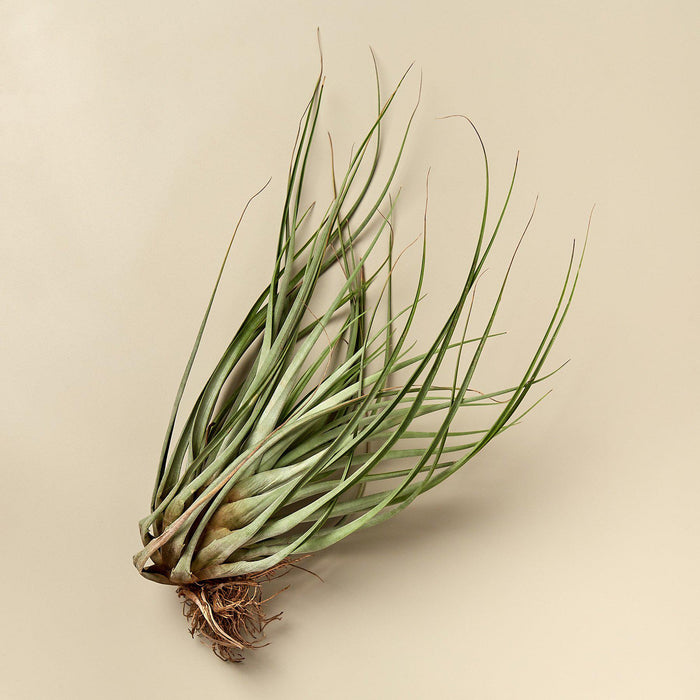 xl air plant Large Air Plant Bundle | Tillandsia | Arrangement | Succulent