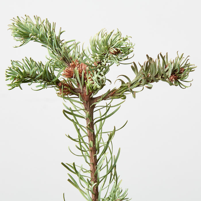fir tree house plant Noble Fir Tree