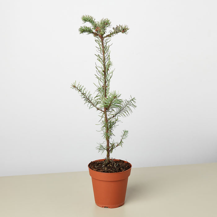 fir tree indoor plant Noble Fir Tree